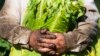 HUNGARY -- A harvest worker holds Burley type of tobacco leaves in his stained hands on a private land at the village of Biri, eastern Hungary, 26 July 2022. -- HUNGARY OUT