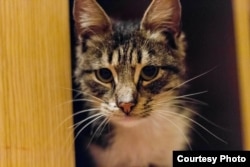 Pravosek the cat was rescued from war-torn Pisky.