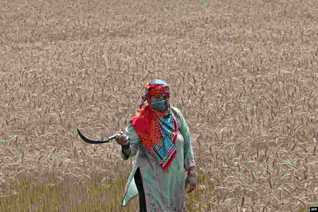 A Pakistani farmer harvests wheat in a field on the outskirts of Lahore.