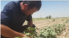 Farmers complain that not only will they lose income without compensation, but they even have to pay taxes on the land they are forced to give away.