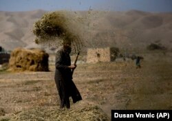 Un fermier afgan treieră grâul la Sangin, provincia Helmand din sudul Afganistanului.