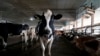 Livestock Heat Stress