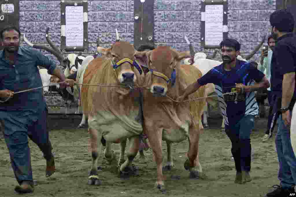 Livestock vendors display their bulls to customers at a cattle market in Hyderabad in Pakistan's Sindh Province ahead of the Muslim festival of Eid al-Adha.