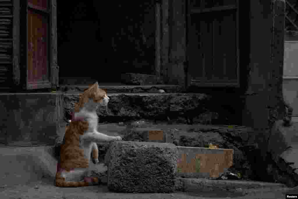 A cat sits outside a residence observing other felines in Rawalpindi, Pakistan.