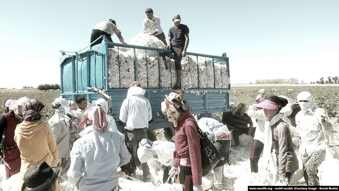 The Uzbek cotton harvest (file photo)