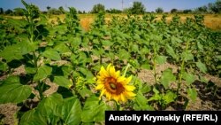 Посевы подсолнечника в Красноперекопском районе Крыма 22 июня 2018 года
