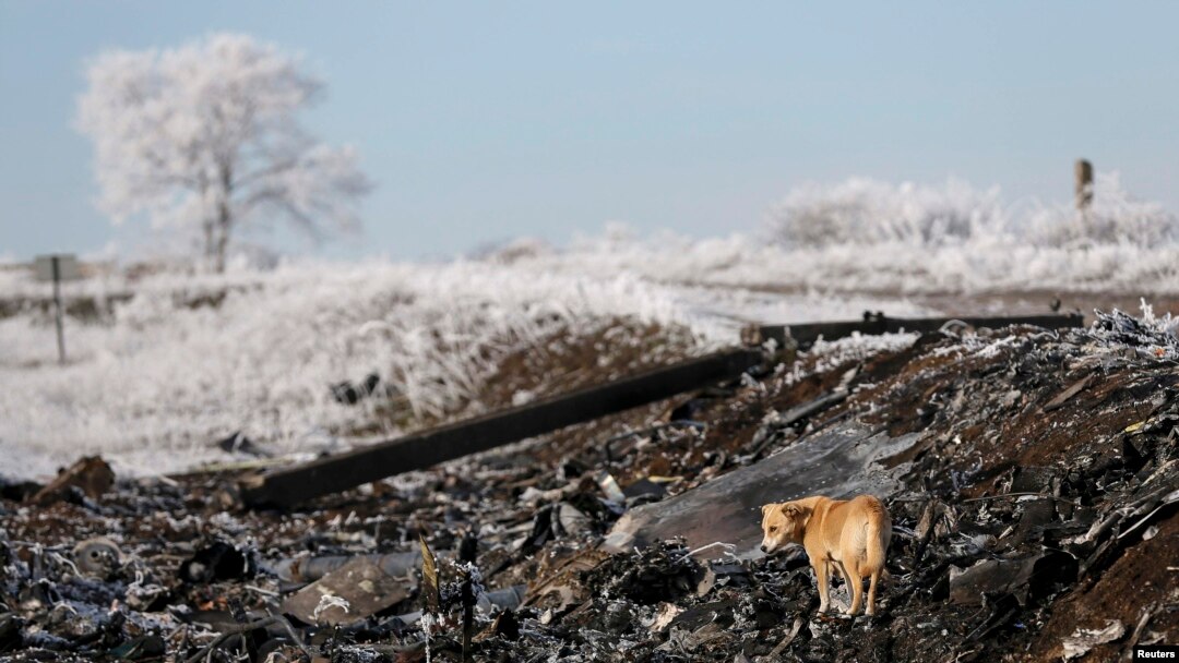 PHOTO GALLERY: Eastern Ukraine: Animals In The Crossfire (Warning: Disturbing Images)