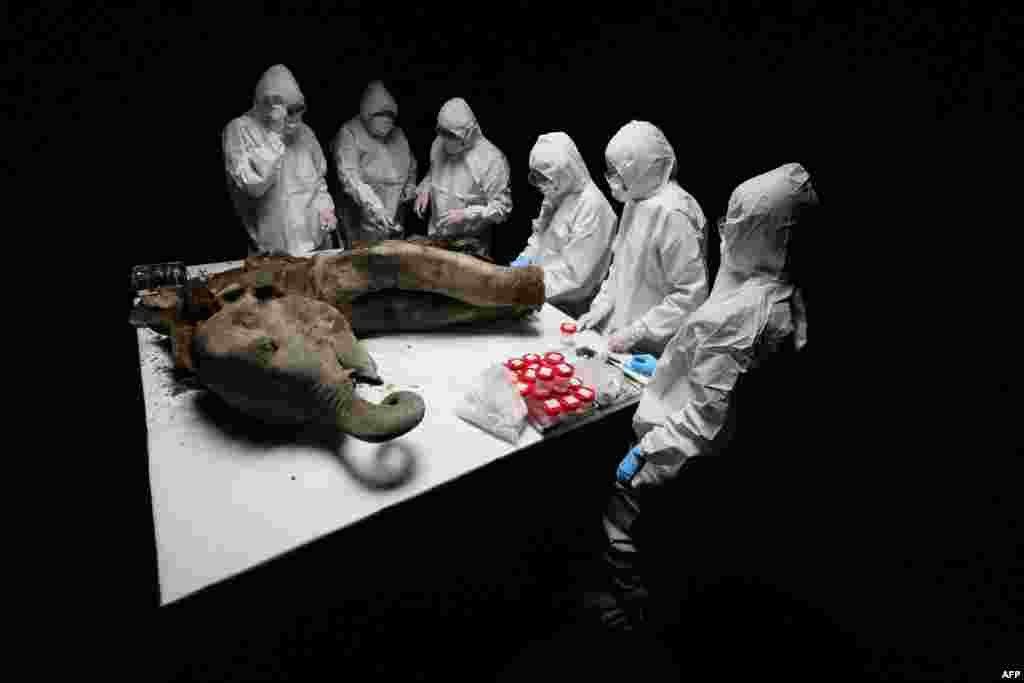 Scientists at the North-Eastern Federal University in Yakutsk perform a necropsy on a 50,000-year-old baby mammoth nicknamed "Yana," which was recovered from the permafrost in Russia's Yakutia region.