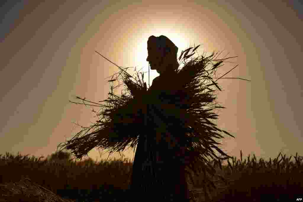 An Afghan farmer harvests wheat in the Arghandab district in Kandahar Province.