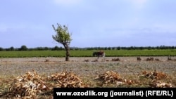 Harvesting cotton in Uzbekistan's Samarkand region.