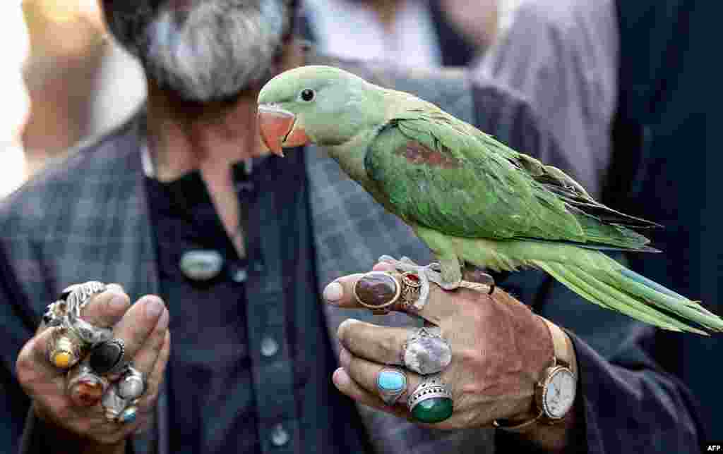 An Afghan vendor holds a parrot for sale at a bird market in Kabul