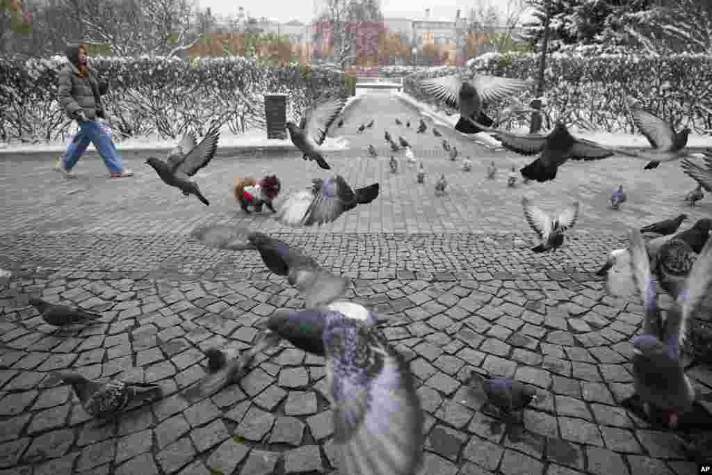 A woman walks her dog among pigeons in Moscow's Bauman Garden.